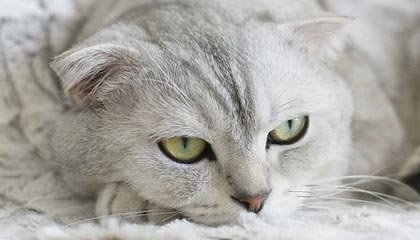 韦德、波什、德隆、布泽尔、里德、普林斯等梦八成员领名人堂夹克