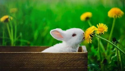 韦德、波什、德隆、布泽尔、里德、普林斯等梦八成员领名人堂夹克